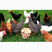 Продам підрощеної курчат породи Мастер грей, Ред-Бро, Іспанка