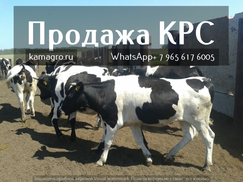 Фото 2. Продаем крупно рогатый скот живым весом - Племенные нетели молочных и мясных пород