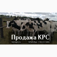 Продаем крупно рогатый скот живым весом - Племенные нетели молочных и мясных пород