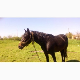 Продам жеребця, коня, лошадь ( порода - російська рисиста) 5 років
