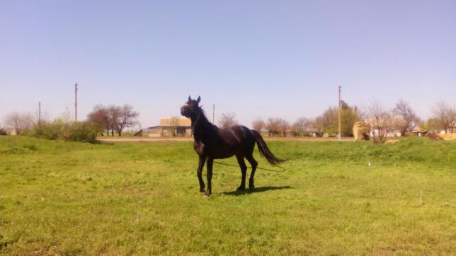 Фото 2. Продам жеребця, коня, лошадь ( порода - російська рисиста) 5 років