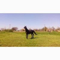 Продам жеребця, коня, лошадь ( порода - російська рисиста) 5 років