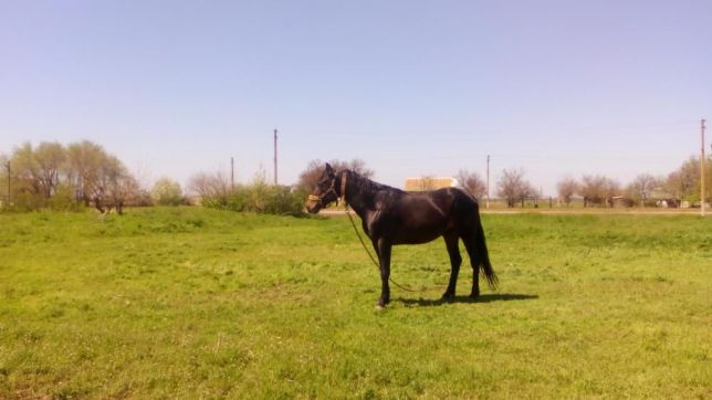 Фото 3. Продам жеребця, коня, лошадь ( порода - російська рисиста) 5 років