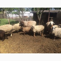 Продам :баранов, овец, маток, ягнят, по всем вопросам по телефону