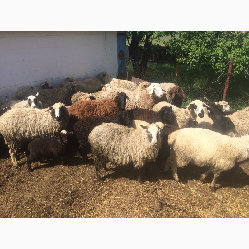 Фото 17. Продам :баранов, овец, маток, ягнят, по всем вопросам по телефону