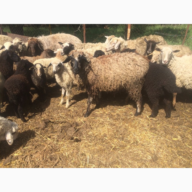 Фото 18. Продам :баранов, овец, маток, ягнят, по всем вопросам по телефону