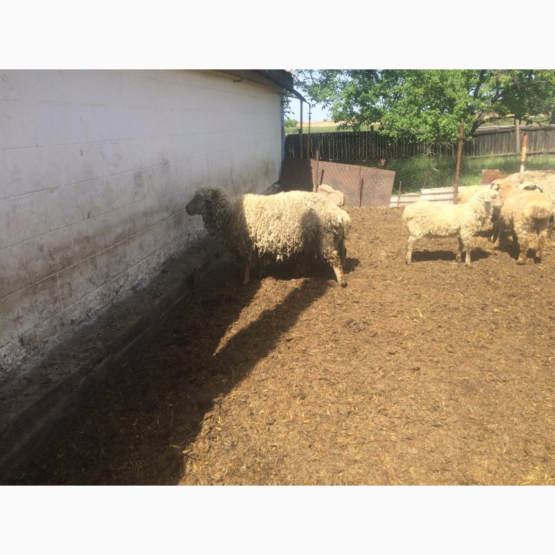Фото 3. Продам :баранов, овец, маток, ягнят, по всем вопросам по телефону