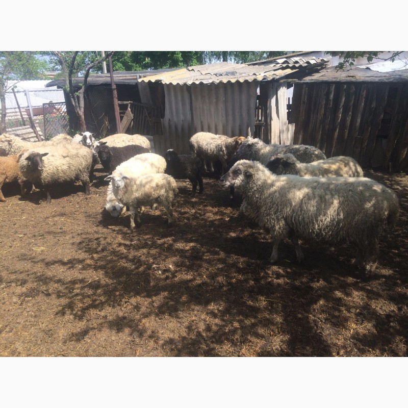 Фото 5. Продам :баранов, овец, маток, ягнят, по всем вопросам по телефону