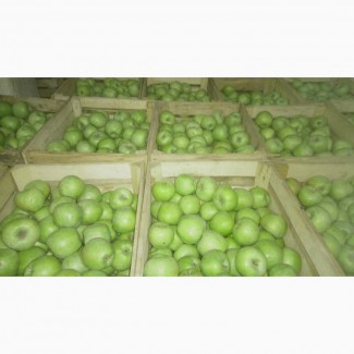Продам яблука з холодильника газовані (смарт фреш).Експортна якість