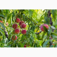 Продам саджанці персик Молдова