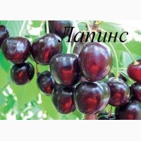 Саженцы черешни, вишни, вишнево-черешневого гибрида от производителя