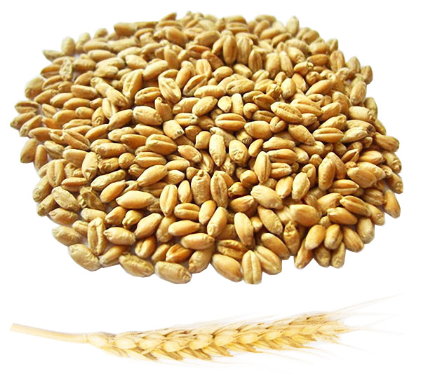 Куплю пшеницу — Agro-Ukraine