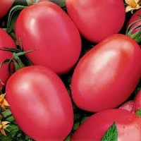Продажа помидоров оптом