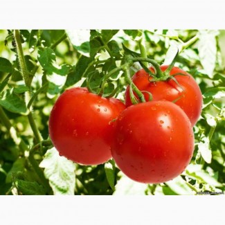 Продадим помидоры оптом
