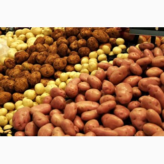 Закупка картофеля на экспорт