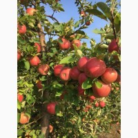 Яблука з молодого саду сорту Гала Маст, Гала Ред, Джестер, Чемпіон та інші сорти