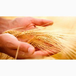 Посівний матеріал озимої пшениці (1 реп., еліта, с. / еліта)
