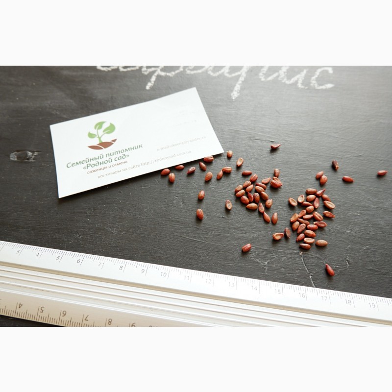 Фото 4. Барбарис обыкновенный семена 20 шт (семечки) для саженцев насіння на саджанці