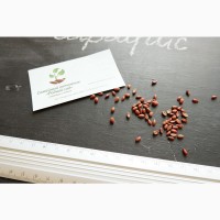 Барбарис обыкновенный семена 20 шт (семечки) для саженцев насіння на саджанці
