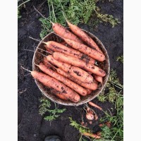 Продам морковь столовую отличного качества