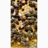Породам пчелопакеты