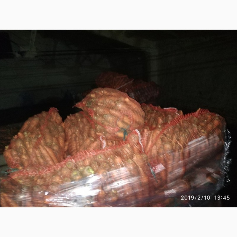 Фото 10. Продам морковь сорта Морели, большие объемы. Опт и Экспорт