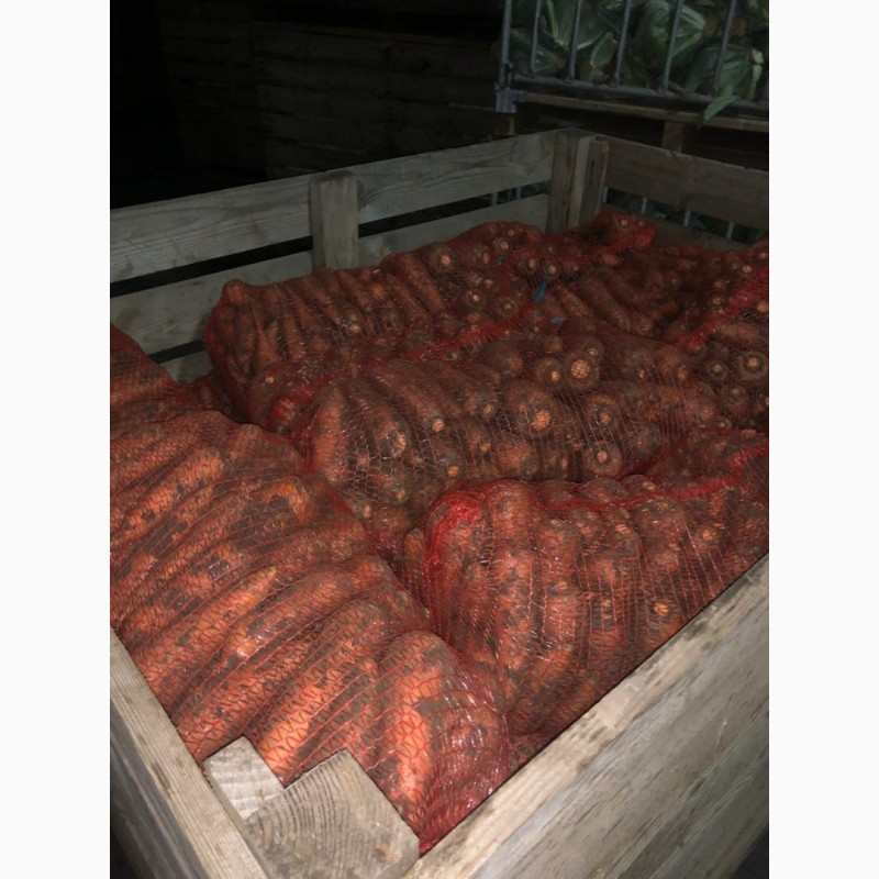 Фото 15. Продам морковь сорта Морели, большие объемы. Опт и Экспорт