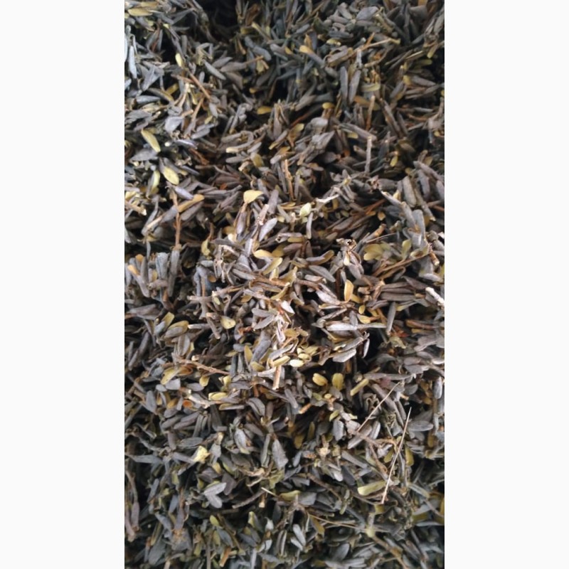 Фото 2. Сааган Дайля Чай травы