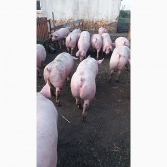 ТОВ ПІВНІЧ МЯСО Закупает свиней живим весом 100-120 кг 150-200 кг