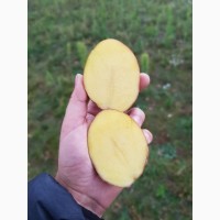 Картопля Волинська