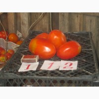 Продажа семян помидоров на любой вкус (более 1000 сортов)