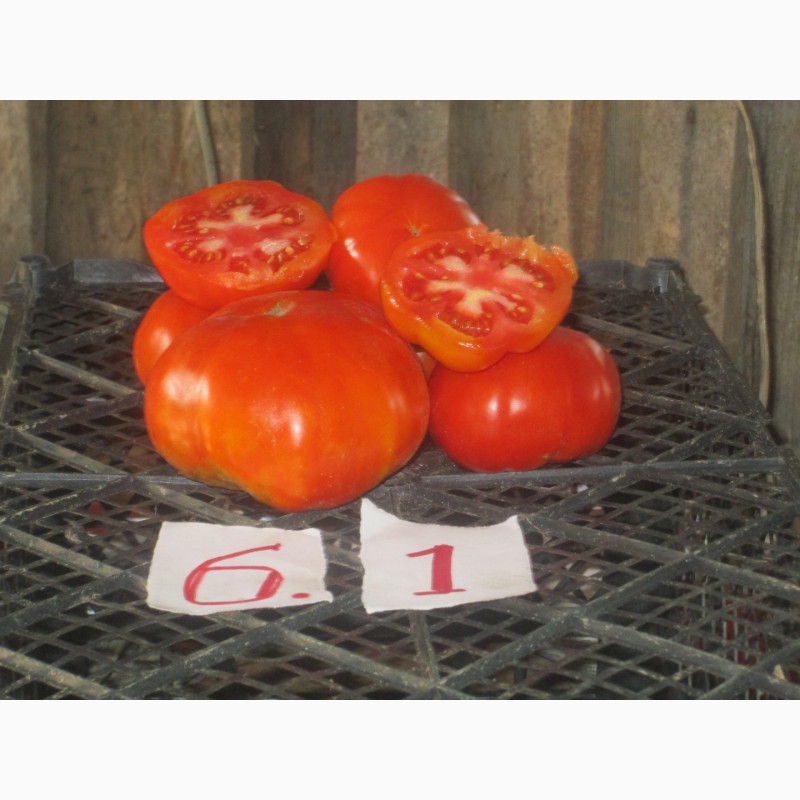 Фото 4. Продажа семян помидоров на любой вкус (более 1000 сортов)