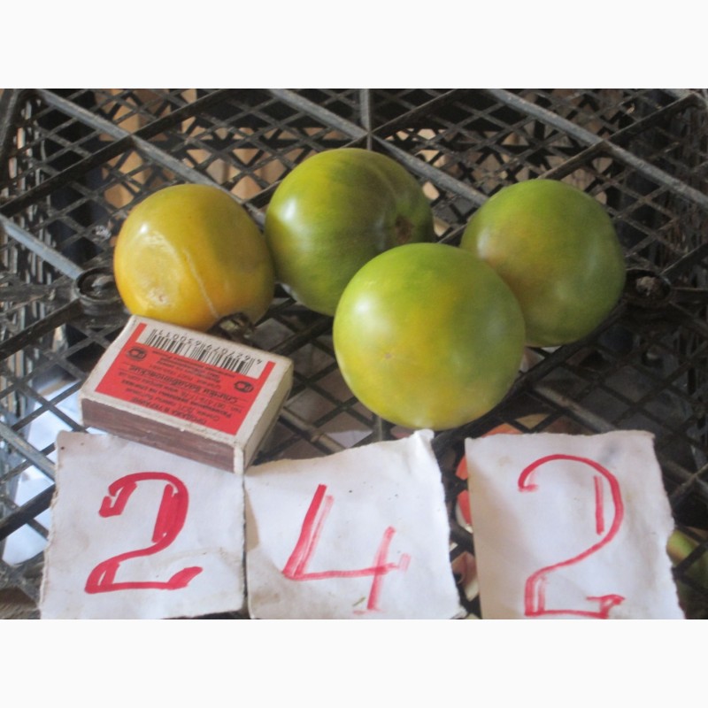 Фото 7. Продажа семян помидоров на любой вкус (более 1000 сортов)