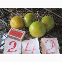 Продажа семян помидоров на любой вкус (более 1000 сортов)