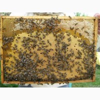 Бджолопакети КАРПАТКА 2024