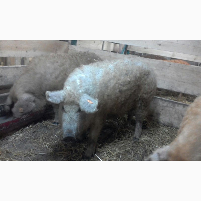 Фото 2. Ремонтные свинки породы Венгерская Мангалица 8-9 месяцев ЦЕНА ДОГОВОРНАЯ