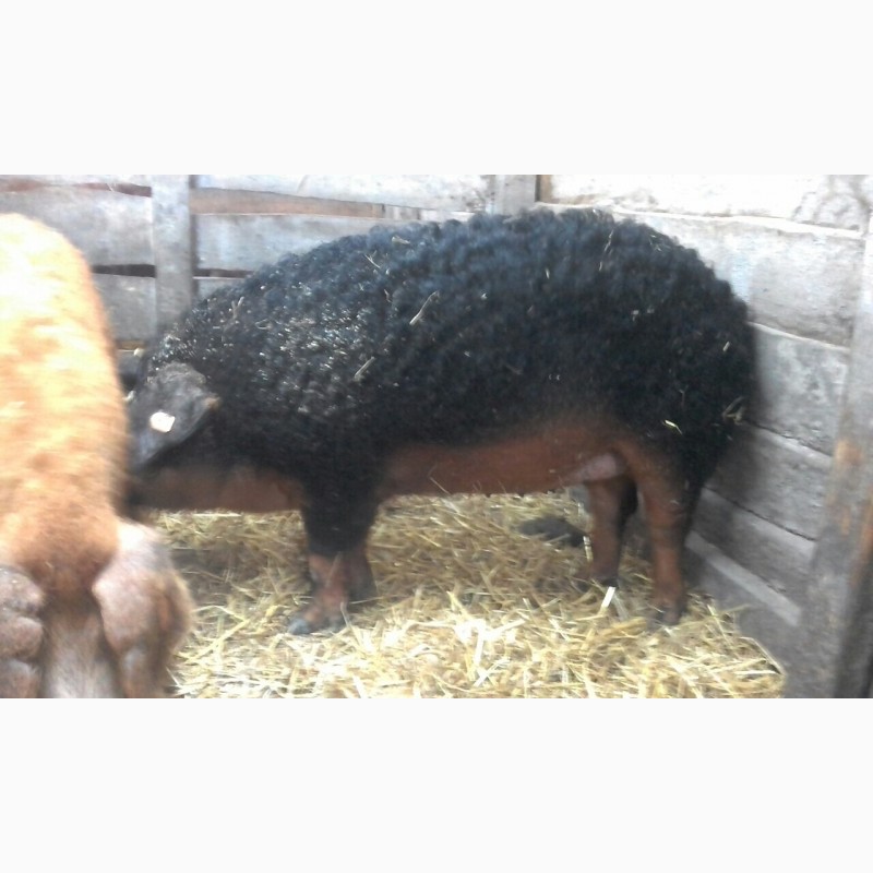 Фото 3. Ремонтные свинки породы Венгерская Мангалица 8-9 месяцев ЦЕНА ДОГОВОРНАЯ