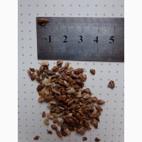 Семена Псевдотсуга Мензиса, Дугласия 40шт-15 грн