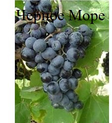 Фото 3. Винные привитые сорта винограда