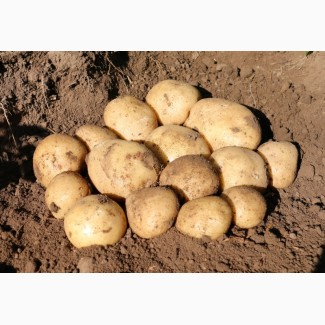 Продам картофель семенных размеров, сорт Сифра