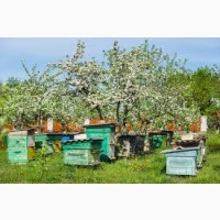 Продам бджолопакети бджіл пчел терміново