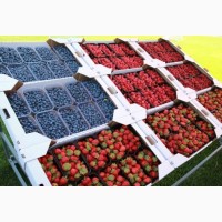 Закуповуємо ягоду ( полуниця, смородина, лохина, агрус, малина )