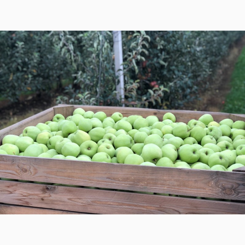 Фото 2. Есть покупатели яблок для переработки, для рынков и на экспорт от 10 тонн