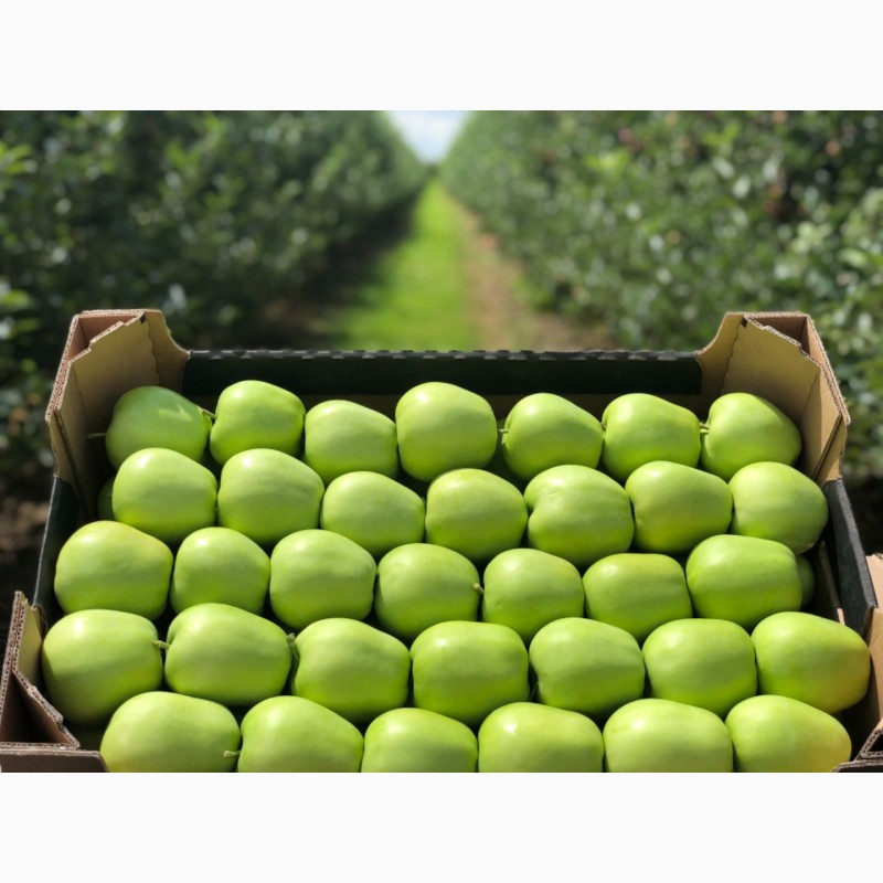 Фото 3. Есть покупатели яблок для переработки, для рынков и на экспорт от 10 тонн