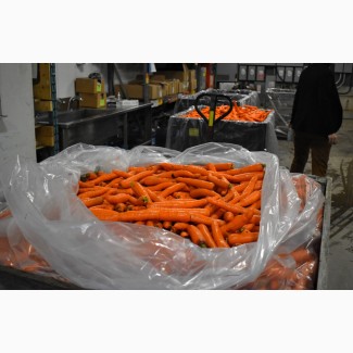Акция на свежую морковь оптом по лучшим ценам