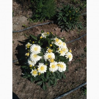 Продам хризантеми (мультифлора), жоржини (низькорослі)
