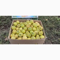 Продам яблука і груші із власного саду