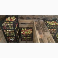 Продам яблука і груші із власного саду
