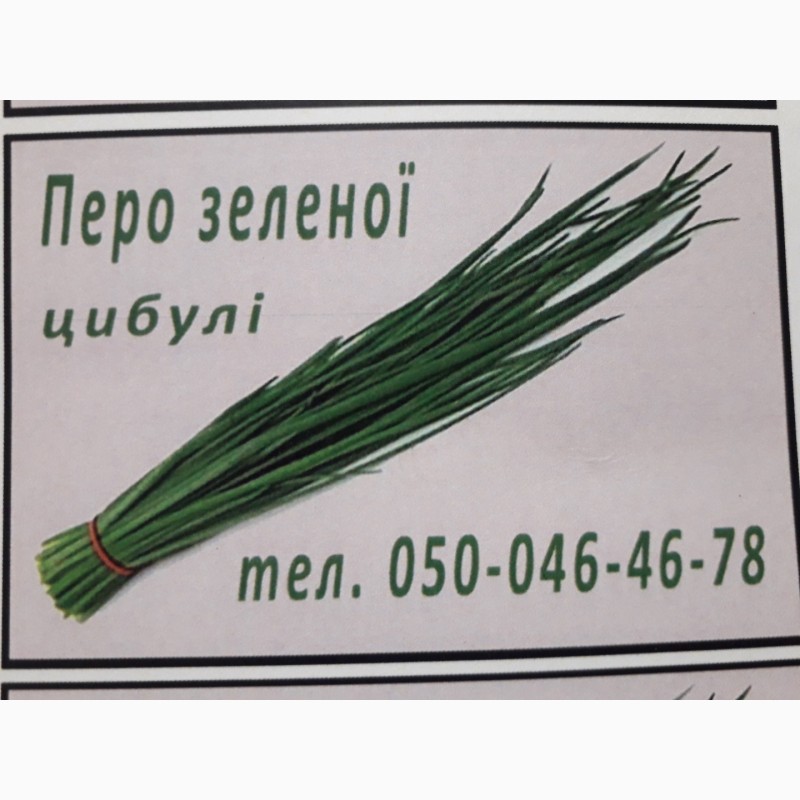 Фото 4. Продам перо зеленої цибулі, лук продан