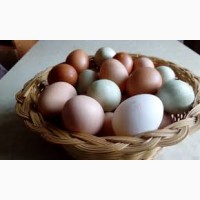 Продам яйце куряче з господарства